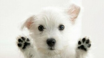 Dog Photo Wallpaper For Come Take A Look At These Cute
