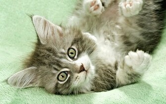 Wallpaper Maine Coon Cat