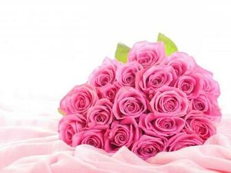 Pink Rose Wallpaper HD