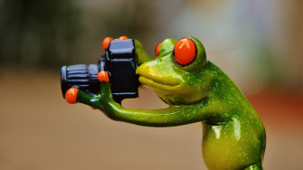 Wallpaper Id Frog Photographer Funny Fun Camera Green
