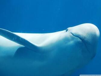 Pink Dolphin Wallpaper All Resolutions