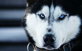 Siberian Husky Wallpaper Desktop