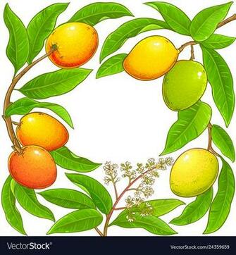 Free download Mango PNG Images Transparent Download PNGMartcom