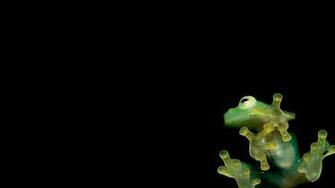 Frog Wallpaper Animal Literature