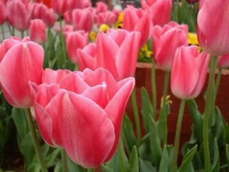 Pink Tulips