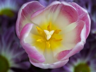 Pink And White Floral Wallpaper HD Base