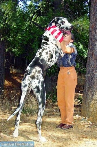 Great Dane Dog HD Wallpaper Golden Pics