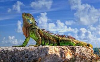 Iguanas Image Iguana HD Wallpaper And Background Photos