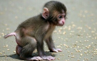 Baby Monkey Beautiful HD Wallpaper Dwonload