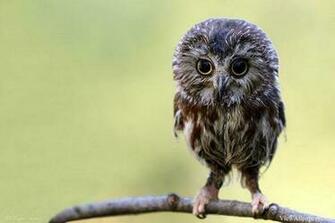 Planet Baby Owl High Resolution Animal