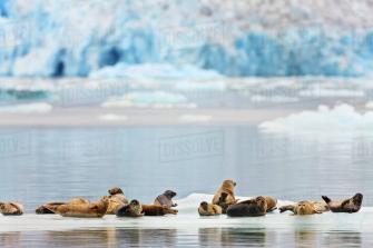 Harbor Seals Phoca Vitulina Rest On An Iceberg With Dawes