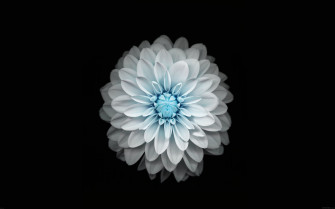 Flower Of Life Wallpaper
