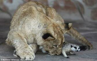 Image Lion Cub And Meerkat Pc Android iPhone iPad Wallpaper