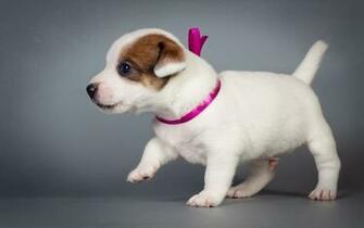 Jack Russel HD Wallpaper