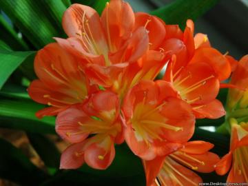 Desktop Wallpaper Flowers Background Orange