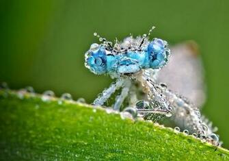 Dragonfly HD Wallpaper Android Apps On Google Play