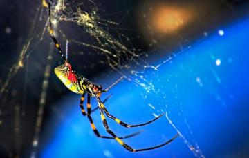 Wallpaper Macro Nature Web Spider Insect Image For Desktop