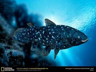 Coelacanth Wallpaper Animals Town