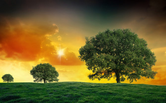 Nature Tree HD Wallpaper