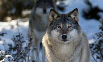 Wolf Wallpaper Android Apps Und Tests Androidpit