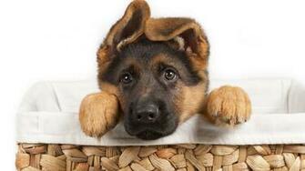 German Shepherd Puppies Wallpaper High Definition