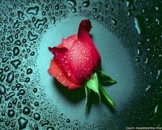 Flowers Planets HD Wallpaper Rose
