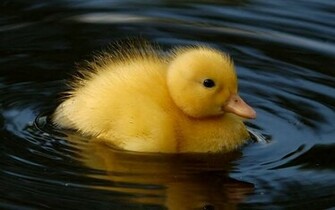 Keywords Duckling Wallpaper Desktop