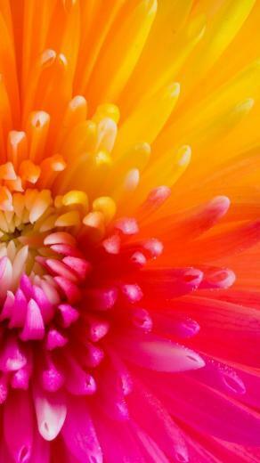 Tropical Flowers iPhone Plus Wallpaper