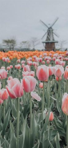 Tulip Fields Of Netherlands iPhone Wallpaper