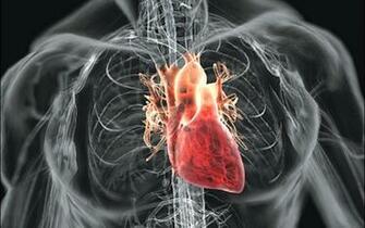 Anatomy Hearts Wallpaper Body