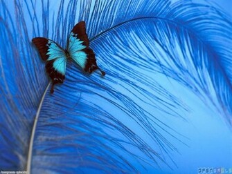 Blue Butterfly Wallpaper Open Walls