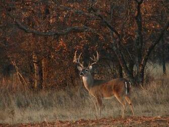 Deer Hunting Forums Thread Cool Pics Age And Desktop Wallpaper