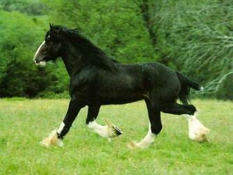 Horse Screensavers And Wallpaper Which Is Under The