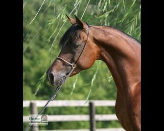 Arabian Horse Screensaver And Desktop Wallpaper