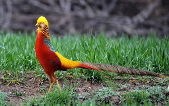 HD Birds Wallpaper