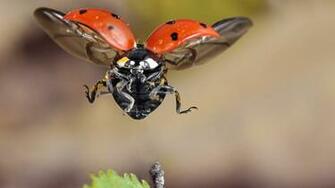 Ladybug Computer Wallpaper Desktop Background Id