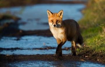 Wallpaper Grass Look Water Light Pose Stream Paws Fox Red