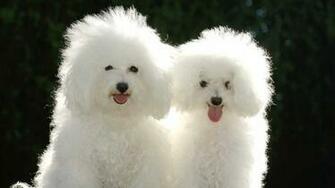 Cute Puppy Couple Wallpaper Unique HD