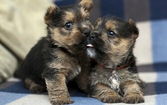 German Shepherd Puppies Background Wallpaper High Definition