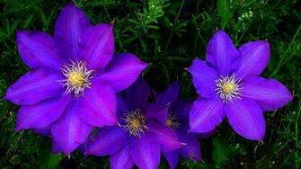 Clematis Wallpaper X Net