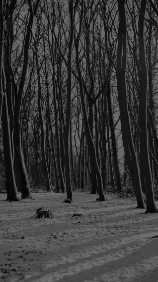 Cold Winter Forest Snow Nature Mountain Dark iPhone Wallpaper