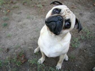 Pug Puppies Wallpaper White Desktop Hivewallpaper