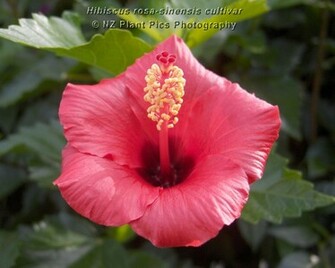Wallpaper Of Flowers Nature