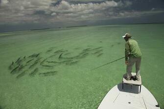 Displaying Image For HD Saltwater Fishing Wallpaper