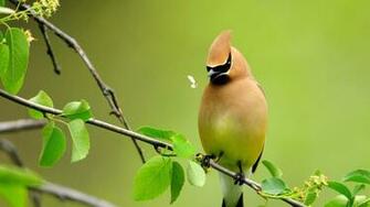 Summer Bird Wallapers HD Wallpaper