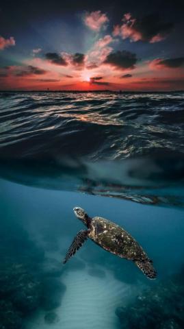 Sea Turtles Wallpaper Whatspaper