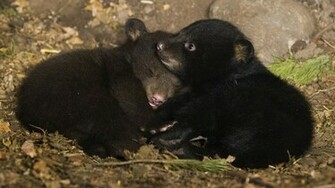 Cubs Black Bear Bears Wallpaper Desktop