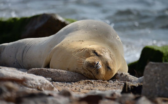 Monk Seal Wallpaper