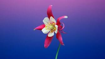 Mac Osx Mojave Flower Background UHD 4k Wallpaper