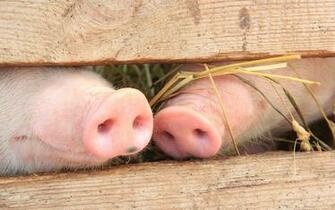 Pig Heels Wallpaper And Image Pictures Photos
